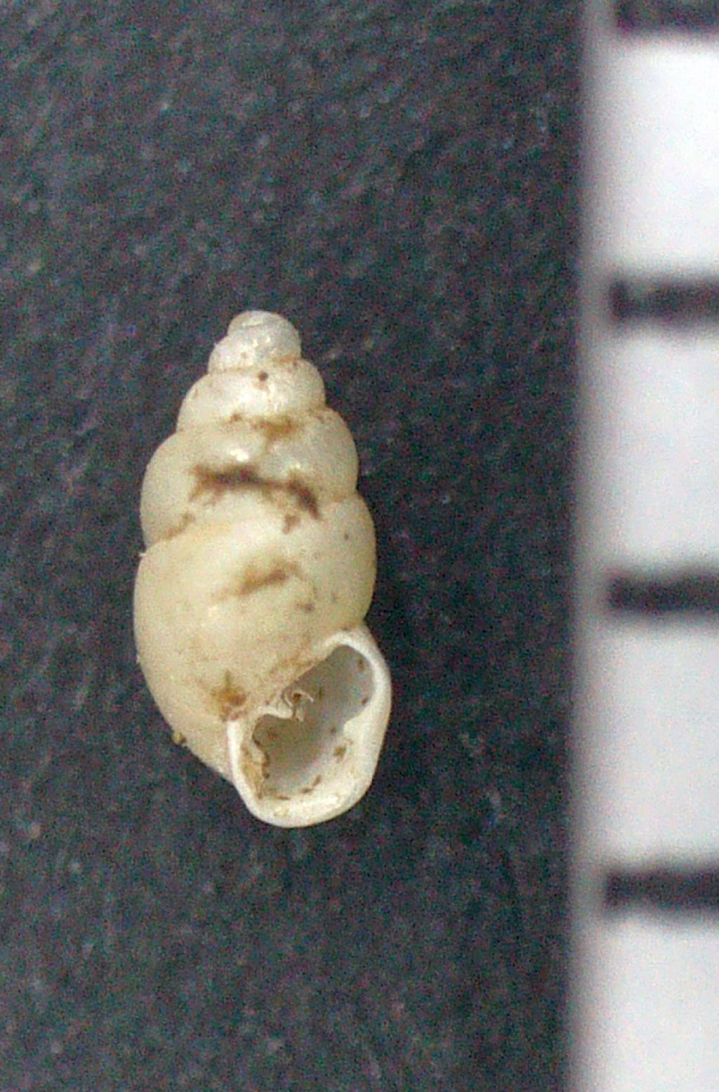 Carychium tridentatum